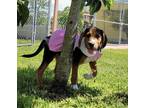 Adopt Dakota a Tricolor (Tan/Brown & Black & White) Treeing Walker Coonhound /
