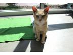 Adopt Cletis a Tan or Fawn Domestic Shorthair / Domestic Shorthair / Mixed cat