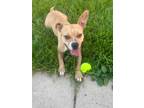 Adopt Bronwyn (In Foster) a Tan/Yellow/Fawn American Pit Bull Terrier / Labrador