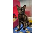 Adopt Kamilah a All Black Domestic Shorthair / Domestic Shorthair / Mixed cat in
