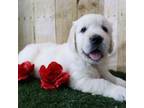 Golden Retriever Puppy for sale in North Canton, OH, USA