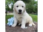 Golden Retriever Puppy for sale in North Canton, OH, USA