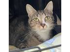 Adopt Leche a Gray, Blue or Silver Tabby Domestic Shorthair / Mixed (short coat)