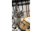 Adopt Zeva a Gray or Blue (Mostly) American Shorthair (short coat) cat in