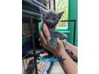 Adopt Sneezy a Gray or Blue Domestic Mediumhair / Mixed cat in Franklin