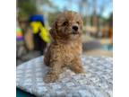 Poodle (Toy) Puppy for sale in New Smyrna Beach, FL, USA