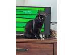 Adopt Brooks a All Black Domestic Longhair (long coat) cat in Lafayette