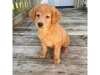 Male Goldendoodle