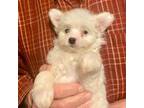 Mutt Puppy for sale in Logansport, IN, USA