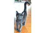 Adopt Ollie a Gray or Blue Domestic Shorthair (short coat) cat in South Bend