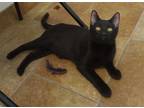 Adopt Milo a All Black Domestic Shorthair (short coat) cat in South Bend
