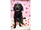 Adopt Angel a Black Mixed Breed (Large) / Mixed dog in Jamestown, NY (38921483)