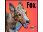 Adopt Fox a Tan/Yellow/Fawn - with White Sheltie, Shetland Sheepdog / Mixed dog