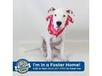 Adopt Marvin a White - with Tan, Yellow or Fawn American Pit Bull Terrier /