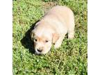 Golden Retriever Puppy for sale in Cape May, NJ, USA