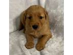 Golden Retriever Puppy for sale in Cleveland, NC, USA