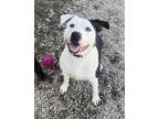 Adopt Hummingbird a Black American Pit Bull Terrier / Mixed dog in Okatie