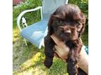 Cocker Spaniel Puppy for sale in Pembroke, NH, USA