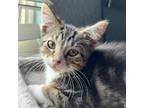 Adopt Pinky Aoife a Brown or Chocolate Domestic Shorthair / Mixed cat in