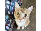 Adopt Magda Cheers a Orange or Red Domestic Shorthair / Mixed cat in Mission