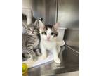 Adopt Frazier a Gray or Blue (Mostly) Domestic Shorthair / Mixed (short coat)