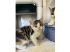 Adopt Frannie a Calico or Dilute Calico Domestic Shorthair / Mixed (short coat)