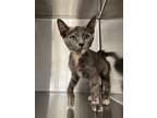 Adopt Tabitha a Calico or Dilute Calico Domestic Shorthair / Mixed (short coat)