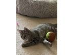 Adopt Viper a Gray, Blue or Silver Tabby Domestic Shorthair / Mixed cat in