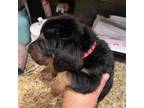 Basset Hound Puppy for sale in Blackshear, GA, USA