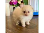 Pomeranian Puppy for sale in Houston, TX, USA