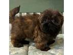 Shih Tzu Puppy for sale in Owenton, KY, USA