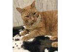 Adopt Buddy Boy a Orange or Red Domestic Shorthair / Mixed cat in Columbus