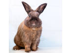 Adopt Hank a Chocolate American / Lop-Eared / Mixed rabbit in Reisterstown