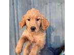 Golden Retriever Puppy for sale in Kalamazoo, MI, USA