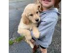 Golden Retriever Puppy for sale in Decatur, MI, USA