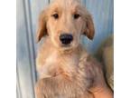 Golden Retriever Puppy for sale in Kalamazoo, MI, USA