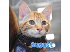 Adopt August a Domestic Shorthair / Mixed (short coat) cat in Ft.