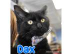 Adopt Dax a Domestic Shorthair / Mixed (long coat) cat in Ft.