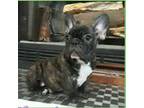 French Bulldog Puppy for sale in Benicia, CA, USA