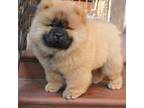 Chow Chow Puppy for sale in Benicia, CA, USA