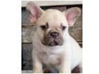 French Bulldog Puppy for sale in Benicia, CA, USA