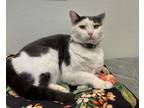 Adopt Annie Warbucks a Domestic Shorthair / Mixed (short coat) cat in Fort