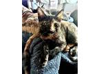 Adopt Lizzy Lou a Tortoiseshell Domestic Shorthair / Mixed (short coat) cat in