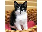 Adopt Doja Kitty a Black & White or Tuxedo Domestic Shorthair / Mixed (short
