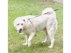 Adopt Rhett a Great Pyrenees / Mixed dog in Thompson Falls, MT (39026119)