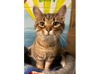 Adopt Tigger a Domestic Shorthair / Mixed (short coat) cat in Defiance