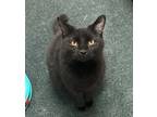 Adopt Midnight a Domestic Shorthair / Mixed (short coat) cat in Defiance