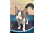 Adopt Meadow a Domestic Shorthair / Mixed (short coat) cat in Defiance