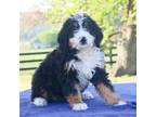 Mutt Puppy for sale in Fredericksburg, PA, USA
