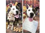 Adopt Spy - REDUCED FEE a American Staffordshire Terrier / Mixed dog in